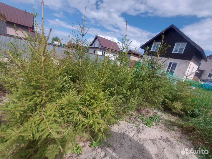 Ель сибирская