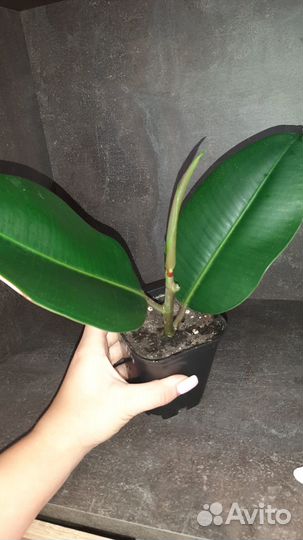 Комнатные цветы