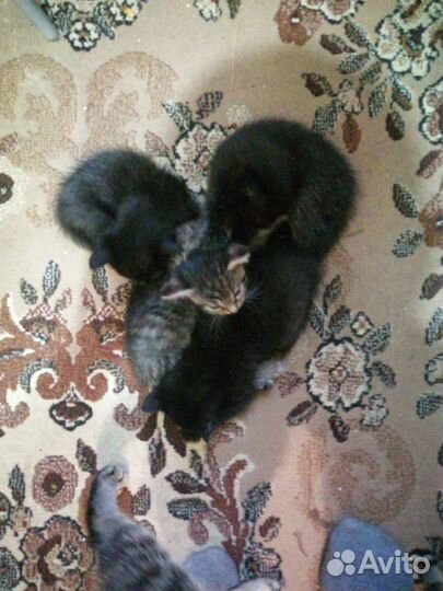 Кошки в добрые руки бесплатно