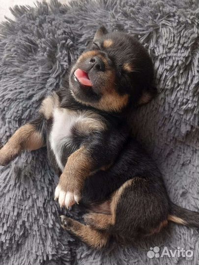 Щенки чихуахуа стандарт