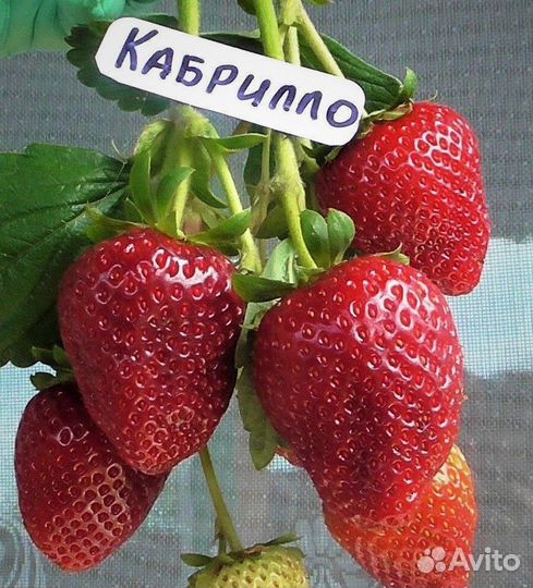 Клубника мурано и кабрилло