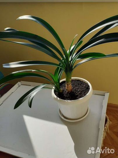 Комнатные цветы