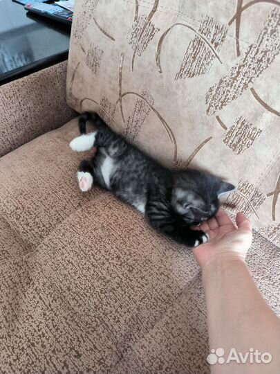 Котёнок 1,5 месяца