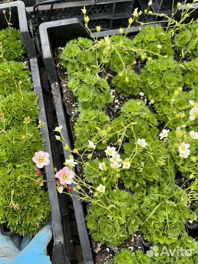 Камнеломка арендса (многолетние растения)