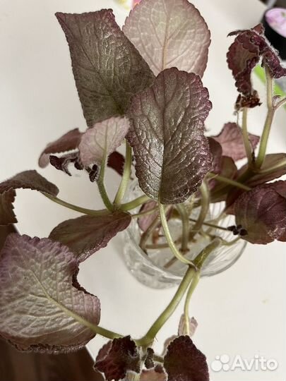 Эписции сортовые укорененные