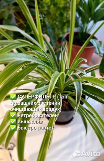 Хлорофитум Супер Фильтр