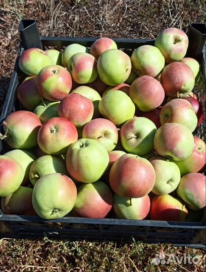 Яблоки оптом