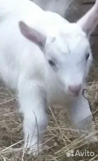 Козел зааненский