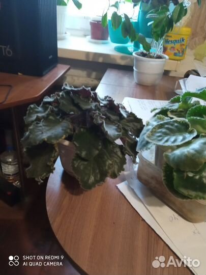 Бегония тигровая, антуриум