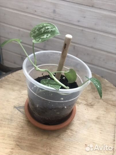 Сциндапсус пиктус