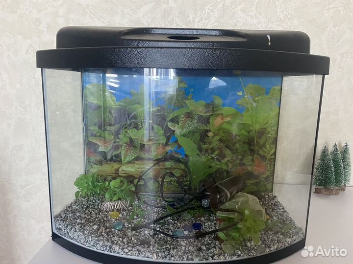 Аквариум