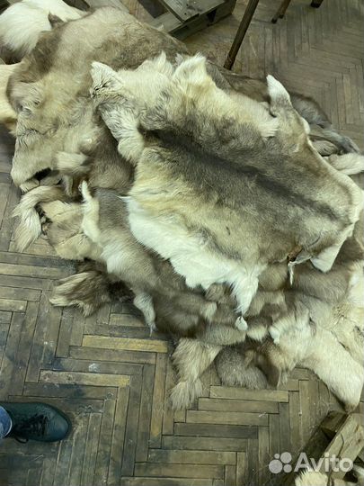 Шкуры оленя