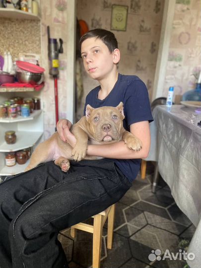 Американский булли девочка стандарт