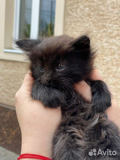 Кошки в добрые руки бесплатно