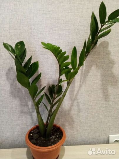 Комнатные цветы взрослые