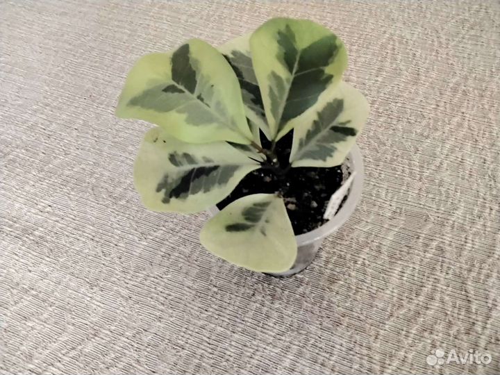 Фикусы сортовые комнатные растения