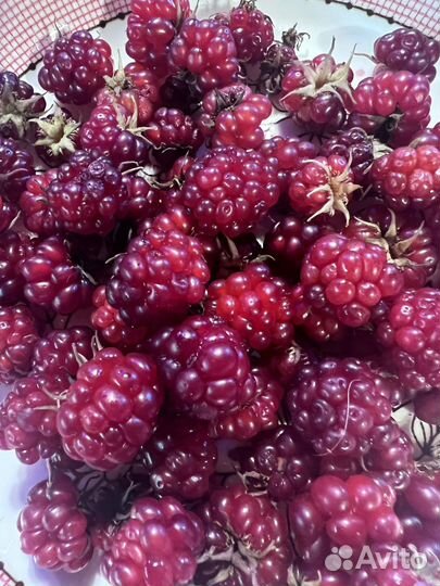 Саженцы княженики