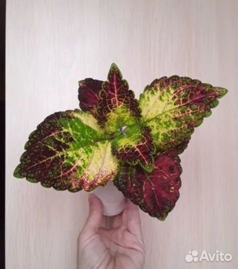 Колеус Аватар