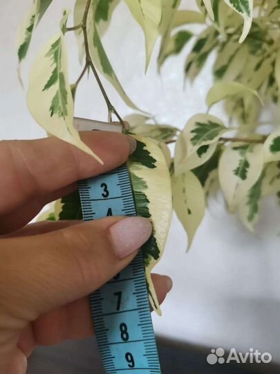 Фикус бенджамина