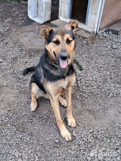 Собака для охраны