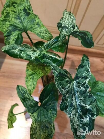 Сингониум Моттлед Мохито