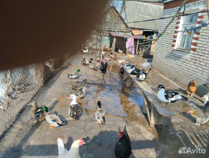 Утки подсадные для охоты