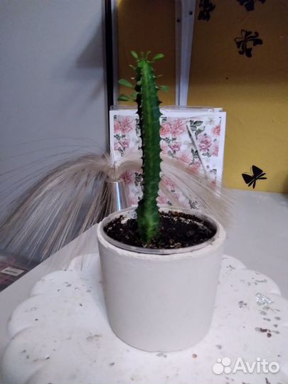 Молочай трехгранный