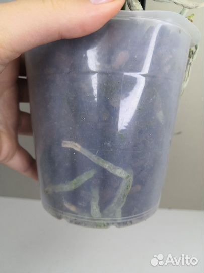 Орхидея фаленопсис Новиночка