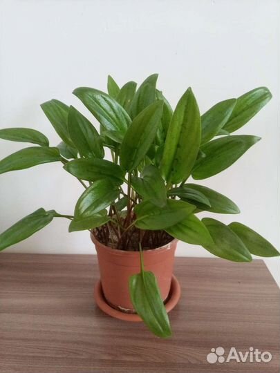 Драмиопсис