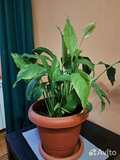 Спатифиллум