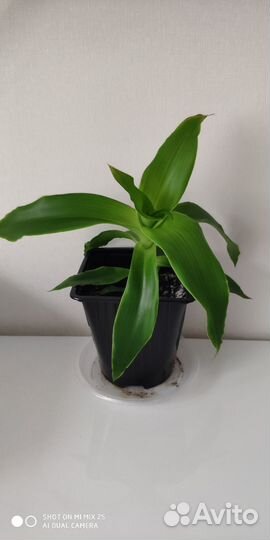 Растение золотой ус