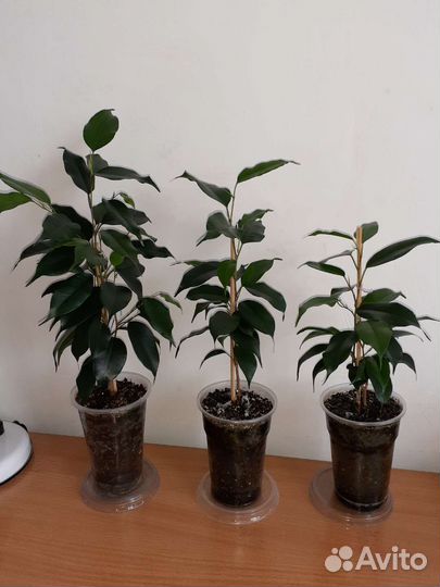 Фикус Бенджамина