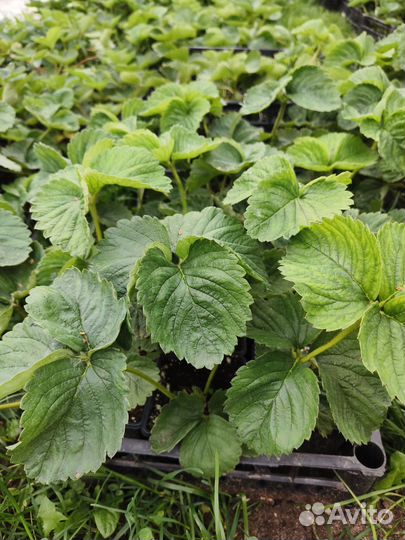 Саженцы клубники Альба, Азия, Сенсация