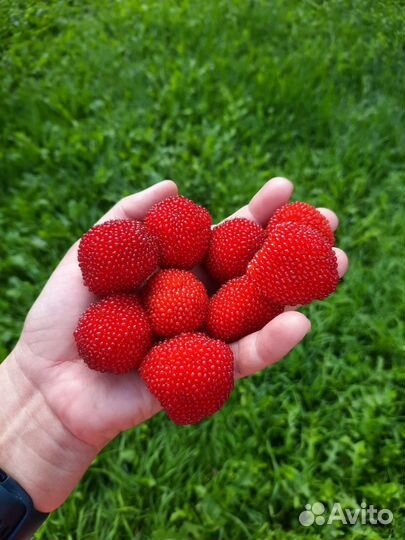 Тибетская малина и др. растения