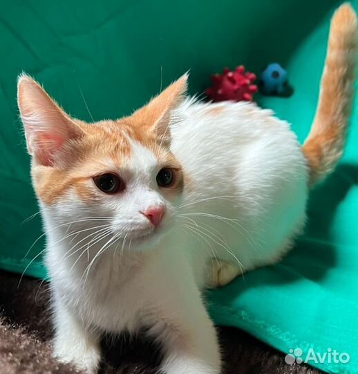 Сверхласковый рыжий котенок девочка в дар 3,5 мес
