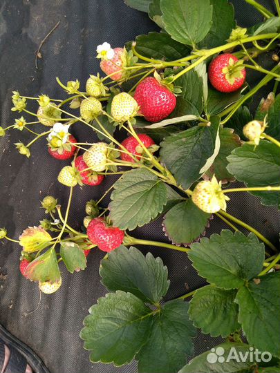 Рассада клубники Альбион, Азия