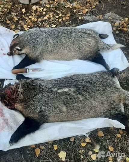 Барсучий жир от охотника