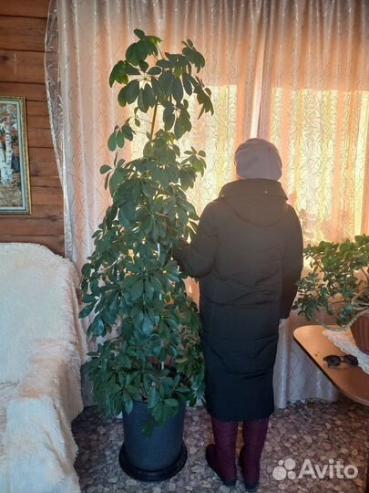 Цветок шефлера