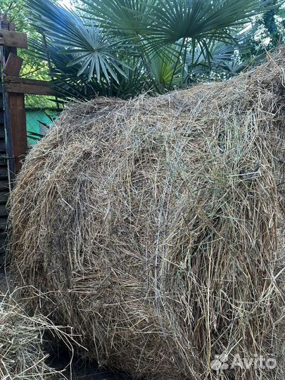 Сено разнотравие в Сочи