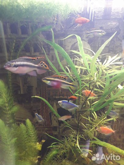 Аквариумные рыбки