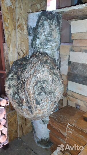 Кап березовый