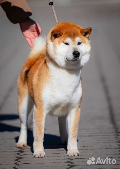 Шиба сиба ину, кобель, импорт Чехия