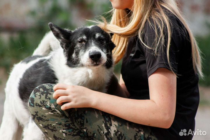 Душка Бобик ищет дом