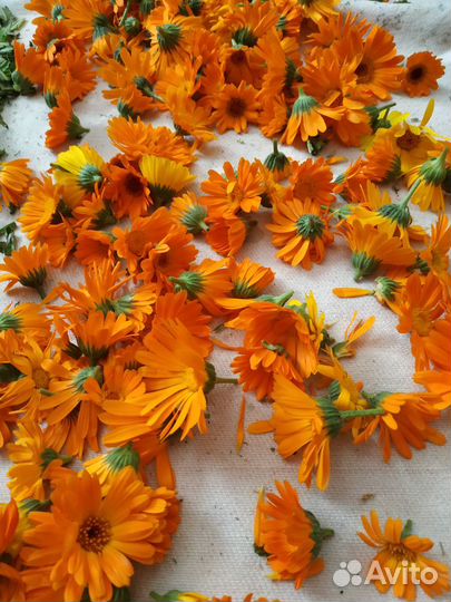 Лекарственные травы, шиповник, воск пчелиный