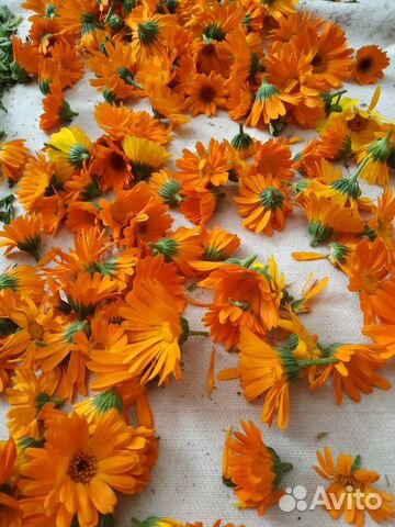 Лекарственные травы, шиповник, воск пчелиный