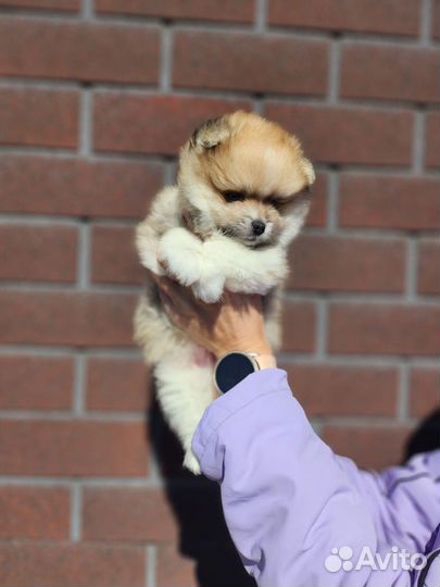 Щенки шпица