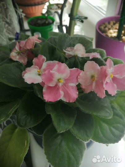 Фиалка, листочки