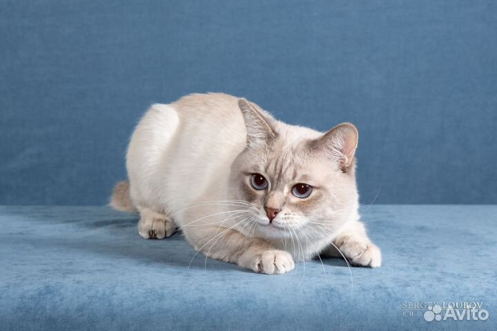 Кошки породистые
