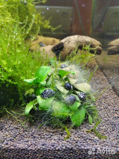 Улитки теодоксус, растения для аквариума и другое