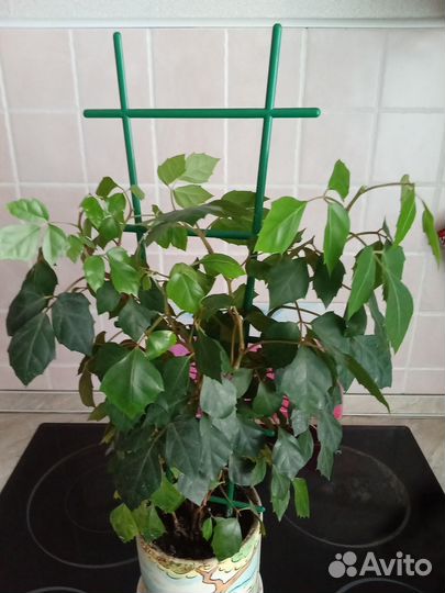 Берёзка или циссус (роициссус)